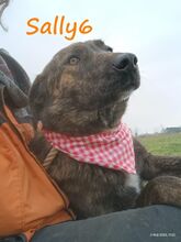 SALLY6, Hund, Mischlingshund in Griechenland - Bild 13