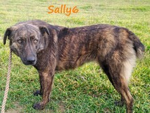 SALLY6, Hund, Mischlingshund in Griechenland - Bild 19