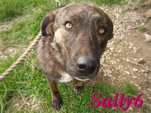 SALLY6, Hund, Mischlingshund in Griechenland - Bild 2