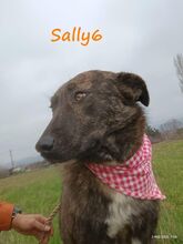 SALLY6, Hund, Mischlingshund in Griechenland - Bild 22