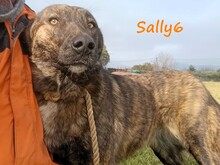 SALLY6, Hund, Mischlingshund in Griechenland - Bild 23