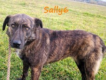 SALLY6, Hund, Mischlingshund in Griechenland - Bild 7