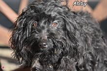 ABBY, Hund, Puli-Mix in Donzdorf - Bild 1