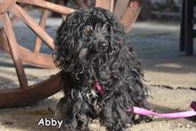 ABBY, Hund, Puli-Mix in Donzdorf - Bild 2