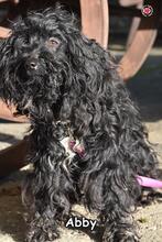 ABBY, Hund, Puli-Mix in Donzdorf - Bild 3