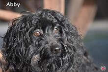 ABBY, Hund, Puli-Mix in Donzdorf - Bild 4