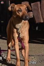 ILDA, Hund, Mischlingshund in Donzdorf - Bild 2