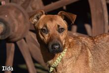 ILDA, Hund, Mischlingshund in Donzdorf - Bild 4