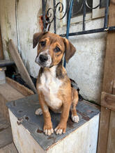 BERNADETTE, Hund, Mischlingshund in Portugal - Bild 1