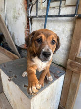 BERNADETTE, Hund, Mischlingshund in Portugal - Bild 3