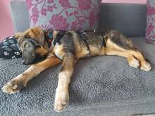 TARA, Hund, Mischlingshund in Urbar