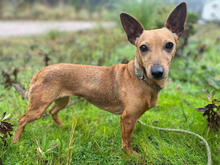 SWEETIE, Hund, Zwergpinscher-Mix in Portugal - Bild 1