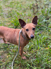 SWEETIE, Hund, Zwergpinscher-Mix in Portugal - Bild 2