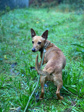 SWEETIE, Hund, Zwergpinscher-Mix in Portugal - Bild 3