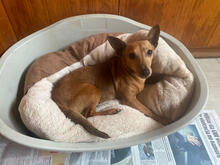 SWEETIE, Hund, Zwergpinscher-Mix in Portugal - Bild 4