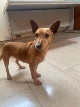 SWEETIE, Hund, Zwergpinscher-Mix in Portugal - Bild 5