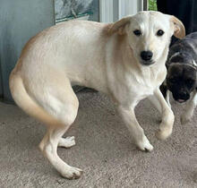 CORAL, Hund, Mischlingshund in Portugal - Bild 1