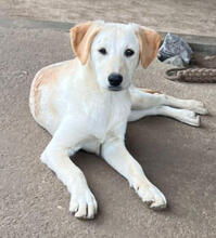 CORAL, Hund, Mischlingshund in Portugal - Bild 2