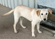 CORAL, Hund, Mischlingshund in Portugal - Bild 3