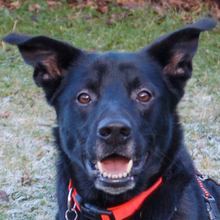 BLACK CONAN, Hund, Mischlingshund in Lauf - Bild 1