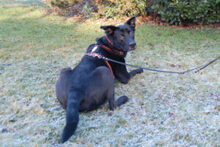 BLACK CONAN, Hund, Mischlingshund in Lauf - Bild 6