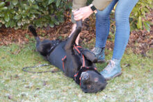 BLACK CONAN, Hund, Mischlingshund in Lauf - Bild 8