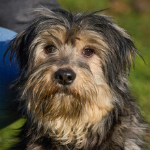 SUREK, Hund, Mischlingshund in Lauf - Bild 1