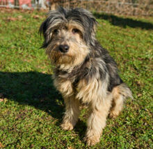 SUREK, Hund, Mischlingshund in Lauf - Bild 10