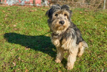 SUREK, Hund, Mischlingshund in Lauf - Bild 12