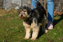 SUREK, Hund, Mischlingshund in Lauf - Bild 4