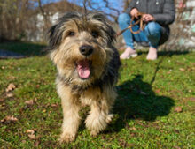 SUREK, Hund, Mischlingshund in Lauf - Bild 8