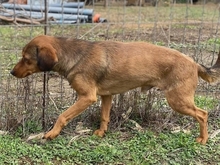 BILLY, Hund, Mischlingshund in Walldürn - Bild 11