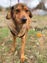 BILLY, Hund, Mischlingshund in Walldürn - Bild 2