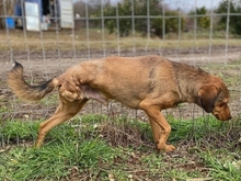 BILLY, Hund, Mischlingshund in Walldürn - Bild 5