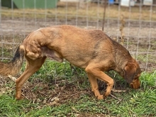 BILLY, Hund, Mischlingshund in Walldürn - Bild 6