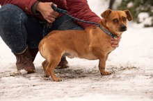 CORTADO, Hund, Mischlingshund in Ungarn - Bild 1