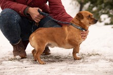 CORTADO, Hund, Mischlingshund in Ungarn - Bild 12