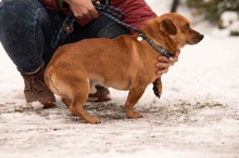 CORTADO, Hund, Mischlingshund in Ungarn - Bild 19