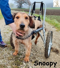 SNOOPY, Hund, Mischlingshund in Herrsching - Bild 1