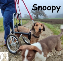 SNOOPY, Hund, Mischlingshund in Herrsching - Bild 3