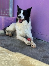 SALVA, Hund, Border Collie in Spanien