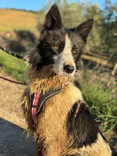 SALVA, Hund, Border Collie in Spanien - Bild 2