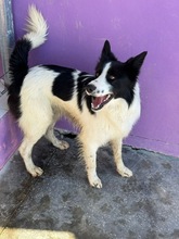 SALVA, Hund, Border Collie in Spanien - Bild 3