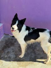 SALVA, Hund, Border Collie in Spanien - Bild 4