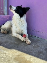 SALVA, Hund, Border Collie in Spanien - Bild 5