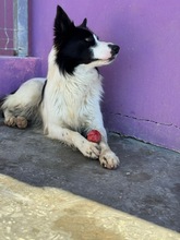 SALVA, Hund, Border Collie in Spanien - Bild 6