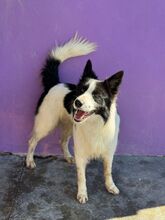 SALVA, Hund, Border Collie in Spanien - Bild 7