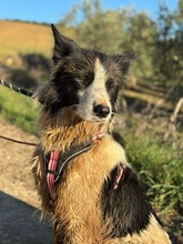 SALVA, Hund, Border Collie in Spanien - Bild 8