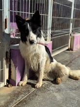 SALVA, Hund, Border Collie in Spanien - Bild 9