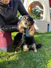 NERO, Hund, Mischlingshund in Italien - Bild 1